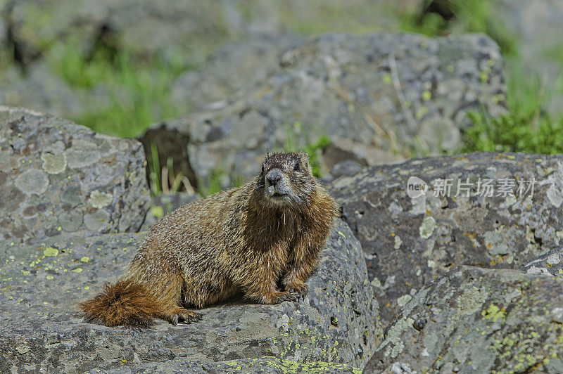 胆小的土拨鼠;Marmota flaviventris;在怀俄明州的黄石国家公园。